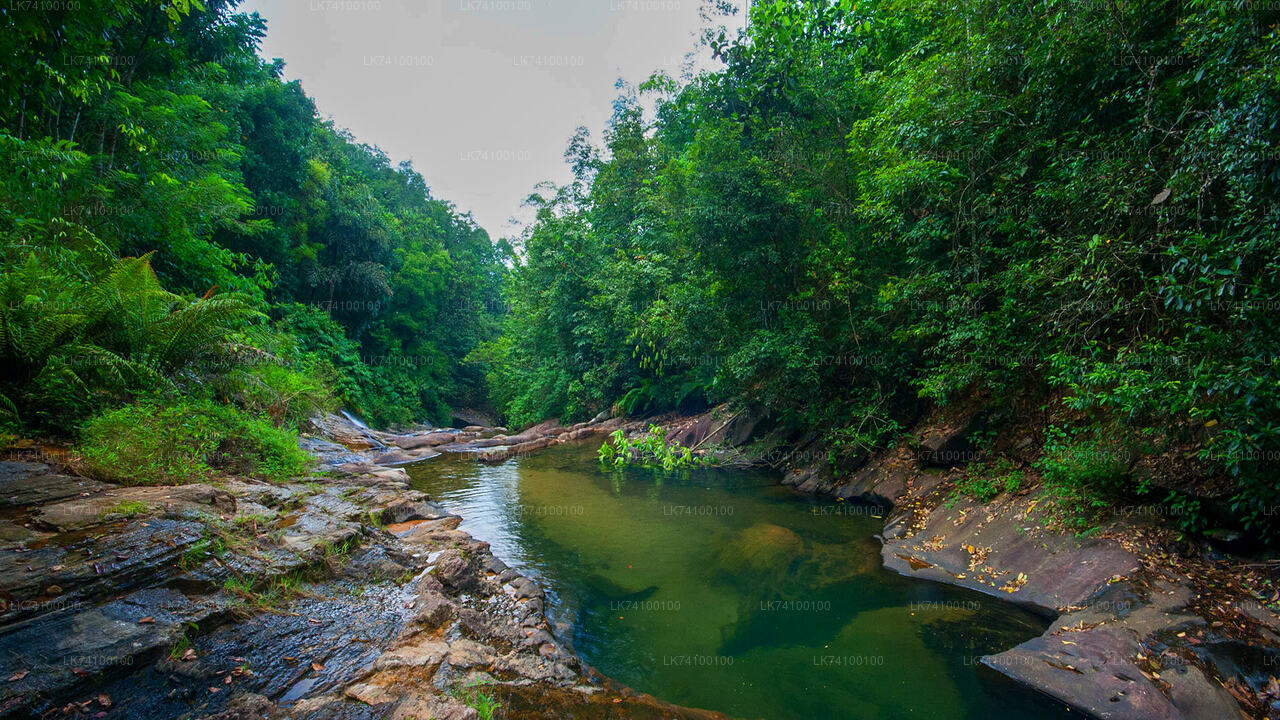 Rainforest Trekking